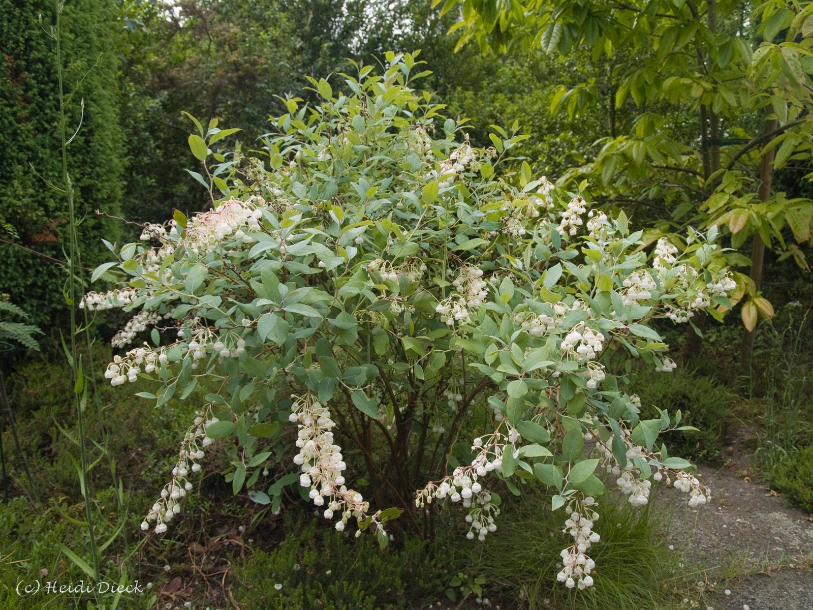 Zenobia pulverulenta 'Blue Sky' - Herrenkamper Gärten - Pflanzenraritäten