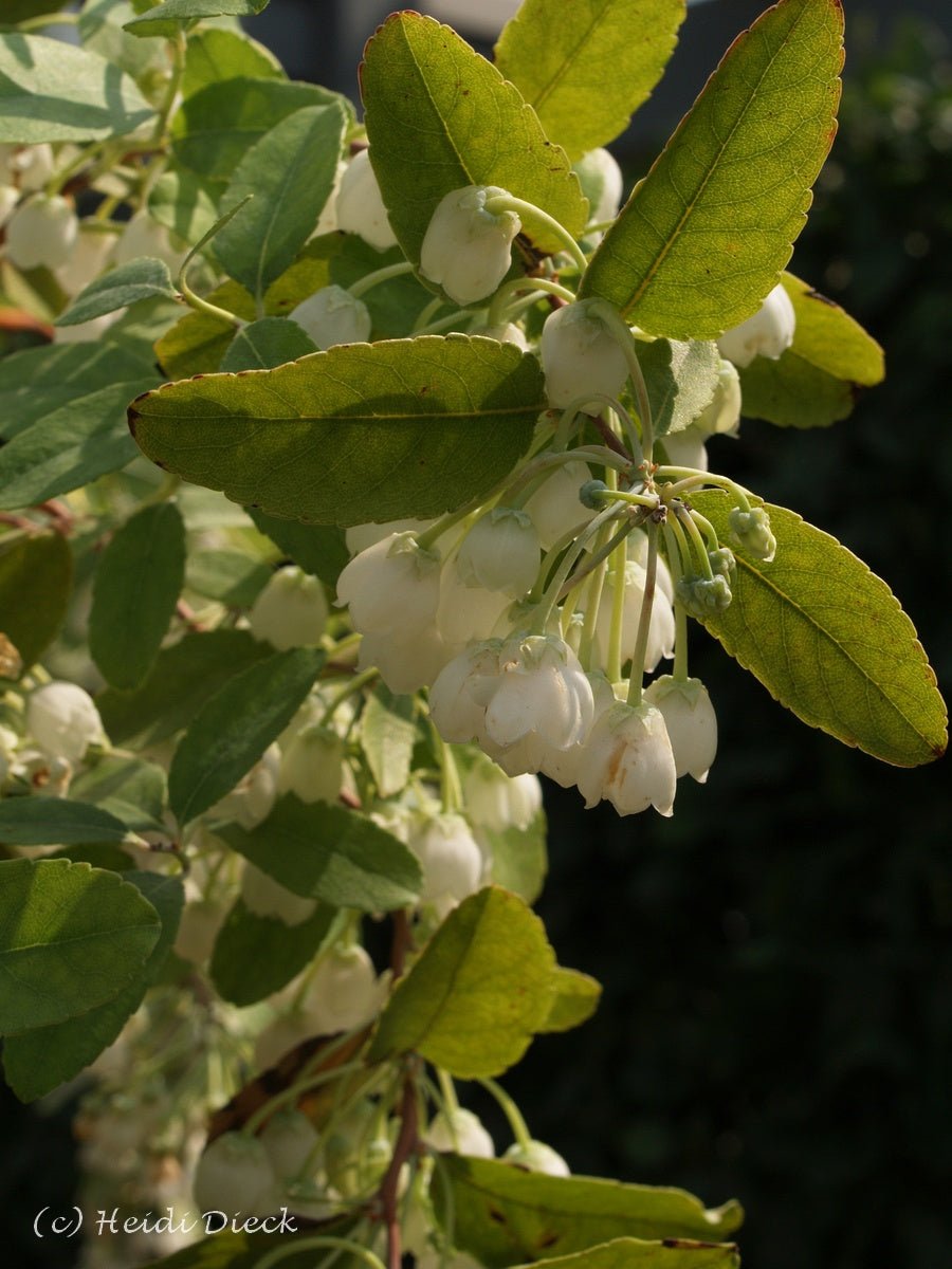 Zenobia pulverulenta 'Blue Sky' - Herrenkamper Gärten - Pflanzenraritäten