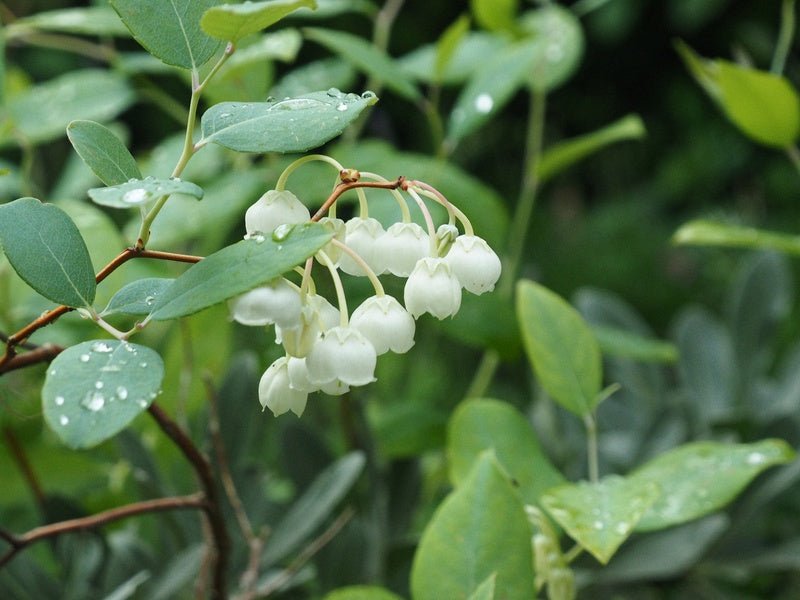 Zenobia pulverulenta 'Blue Sky' - Herrenkamper Gärten - Pflanzenraritäten