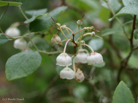 Zenobia pulverulenta 'Blue Sky' - Herrenkamper Gärten - Pflanzenraritäten