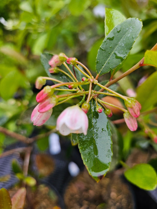 Zenobia pulverulenta 'Raspberry Ripple' - Herrenkamper Gärten - Pflanzenraritäten