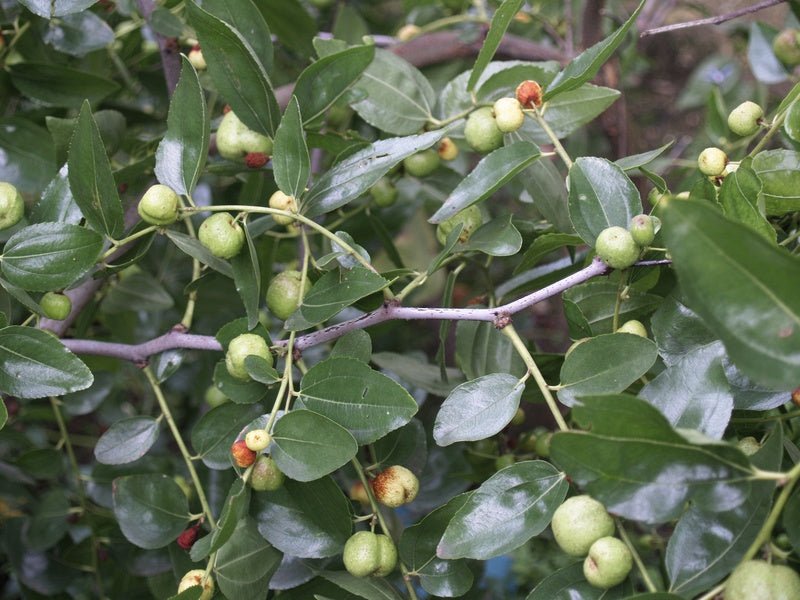 Ziziphus jujuba - Herrenkamper Gärten - Pflanzenraritäten