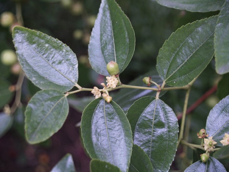 Ziziphus jujuba - Herrenkamper Gärten - Pflanzenraritäten