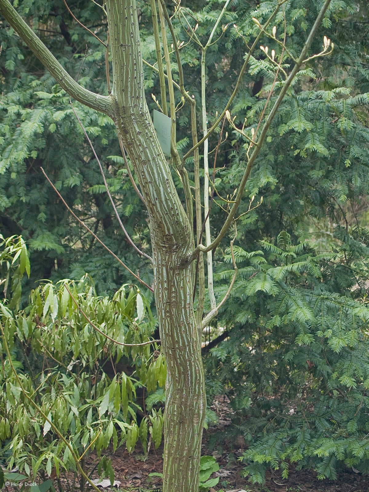 a close up of a tree in a forest 