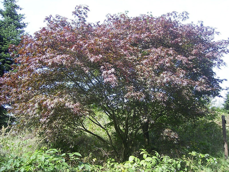 a tree in the middle of a garden 