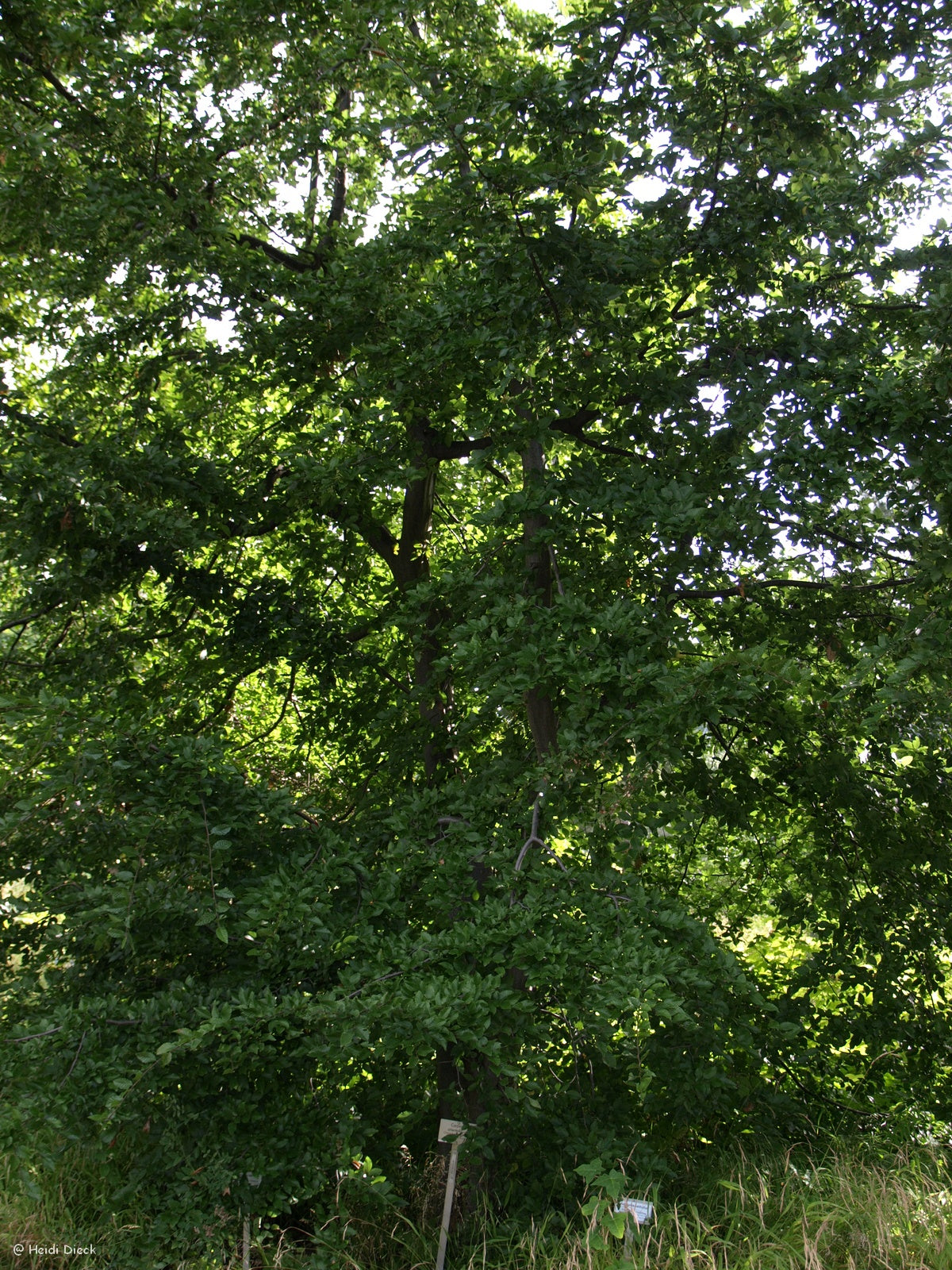 a close up of a tree with trees in the background 
