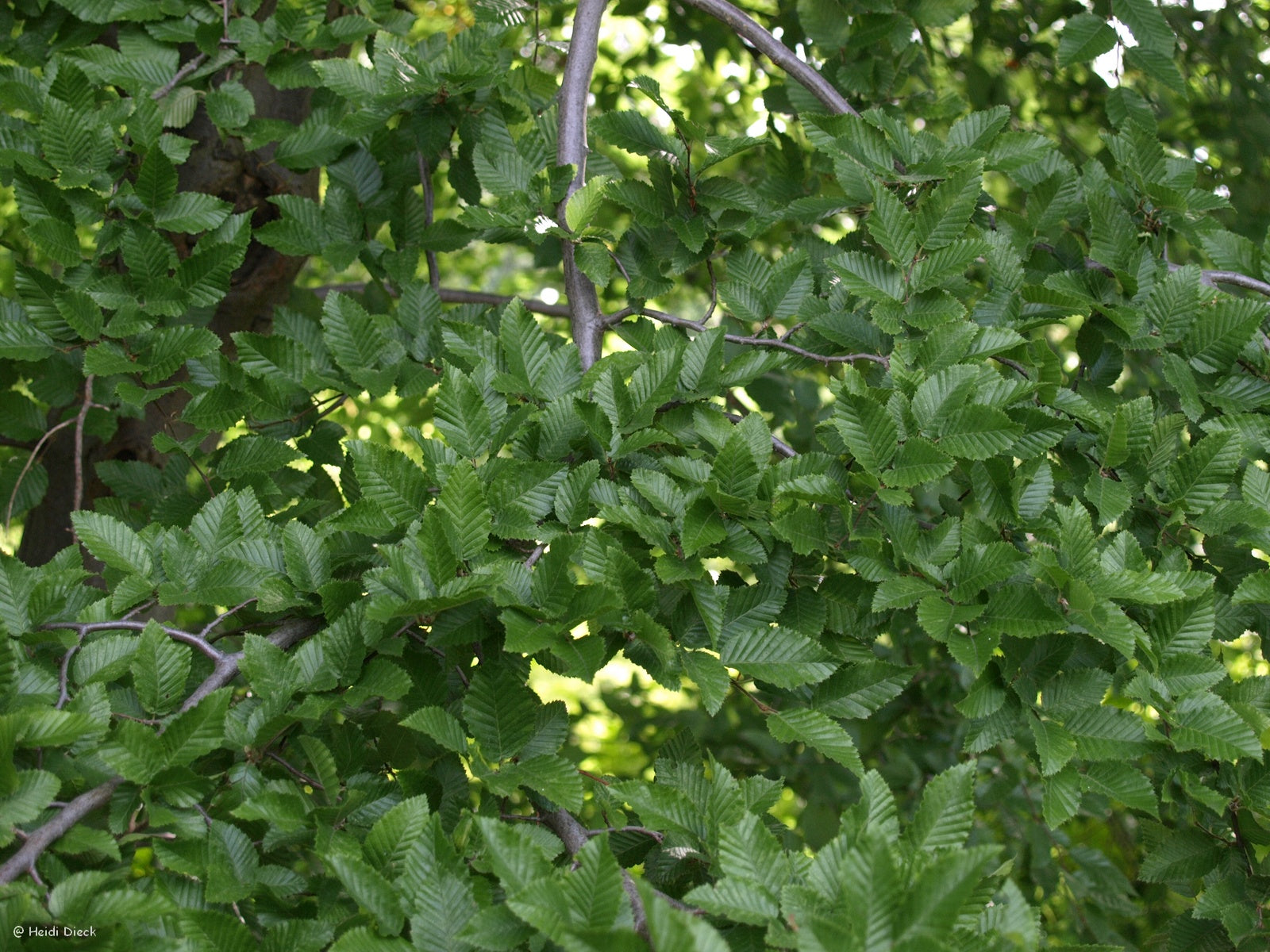 a tree filled with lots of green leaves 