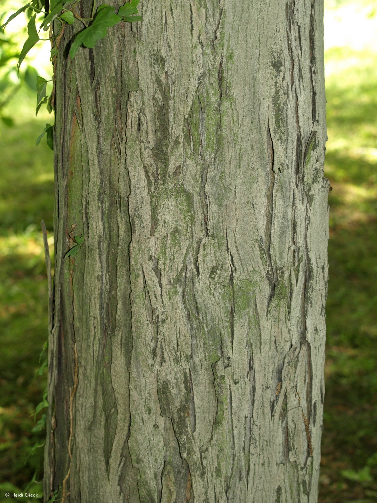 a close up of a tree in a park 
