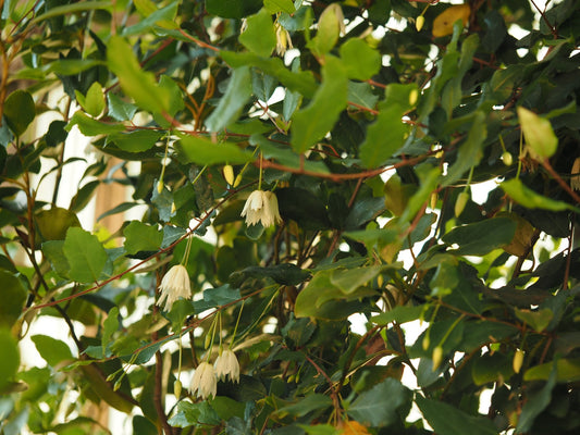 Crinodendron-patagua