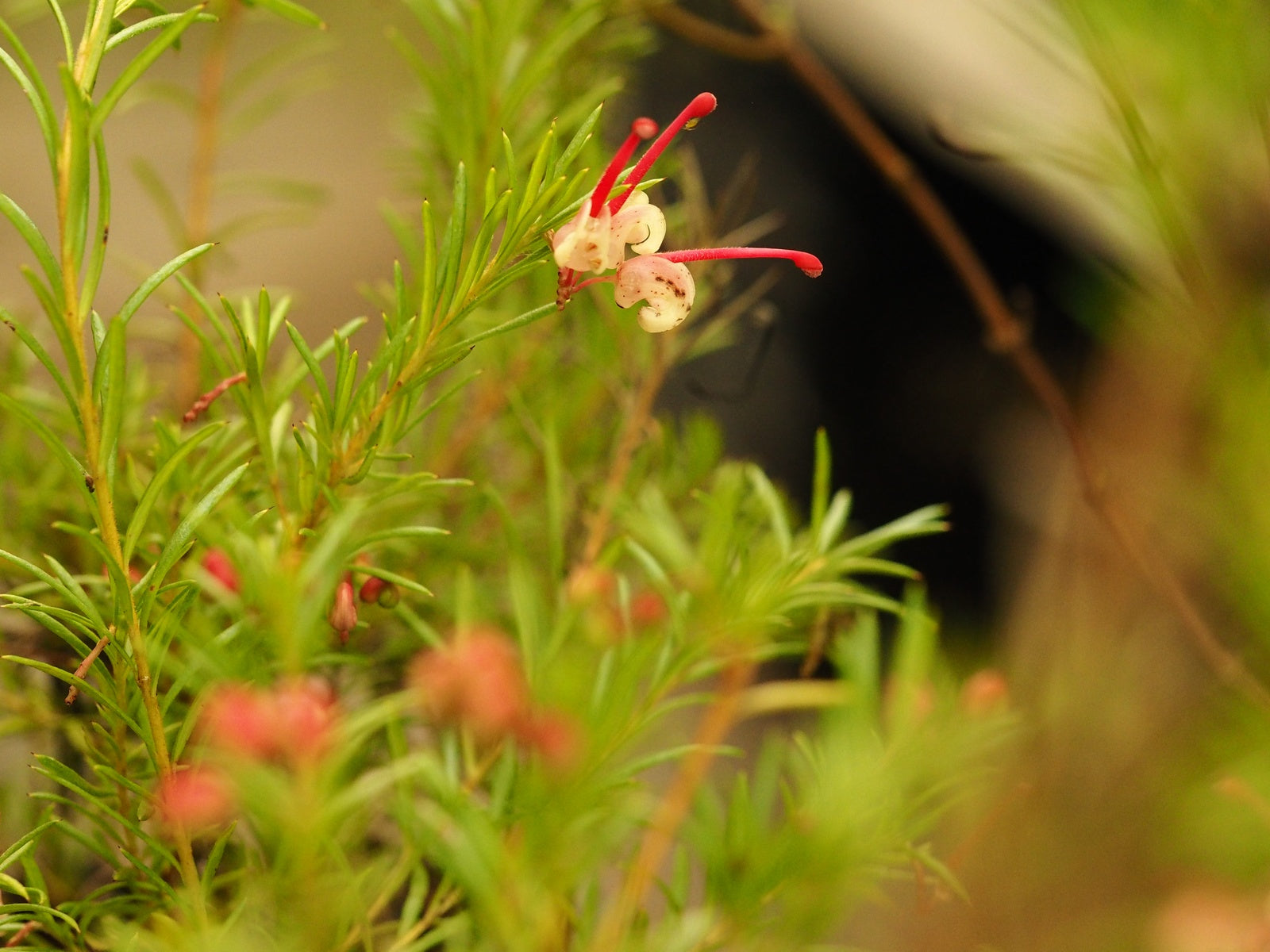 Grevillea-rosmarinifolia-Jenkinsii