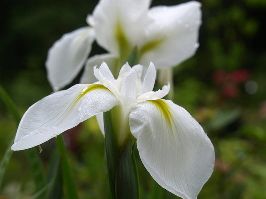 Iris-ensata-Diamant1