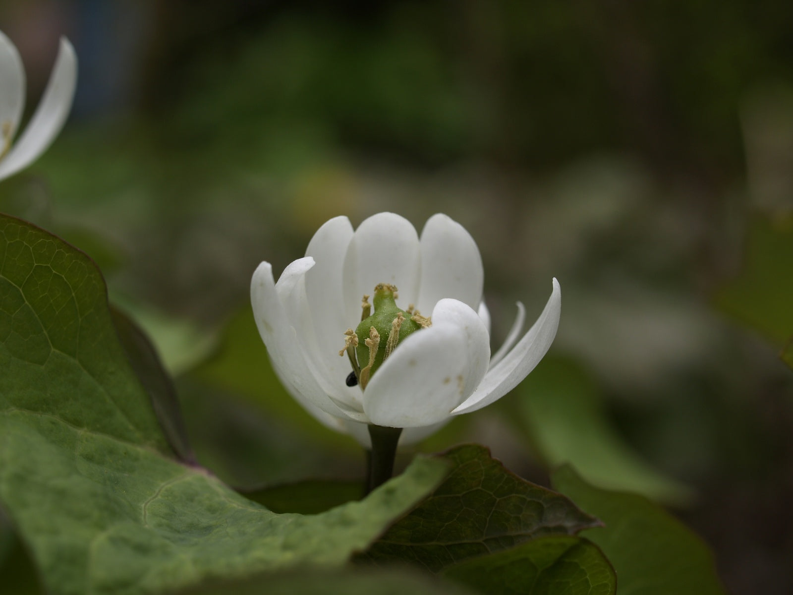 Jeffersonia-diphylla