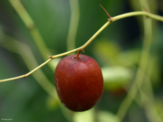 Lindera-benzoin-Frucht