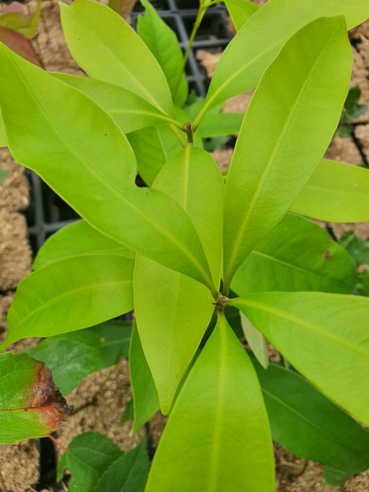 Lithocarpus-edulis