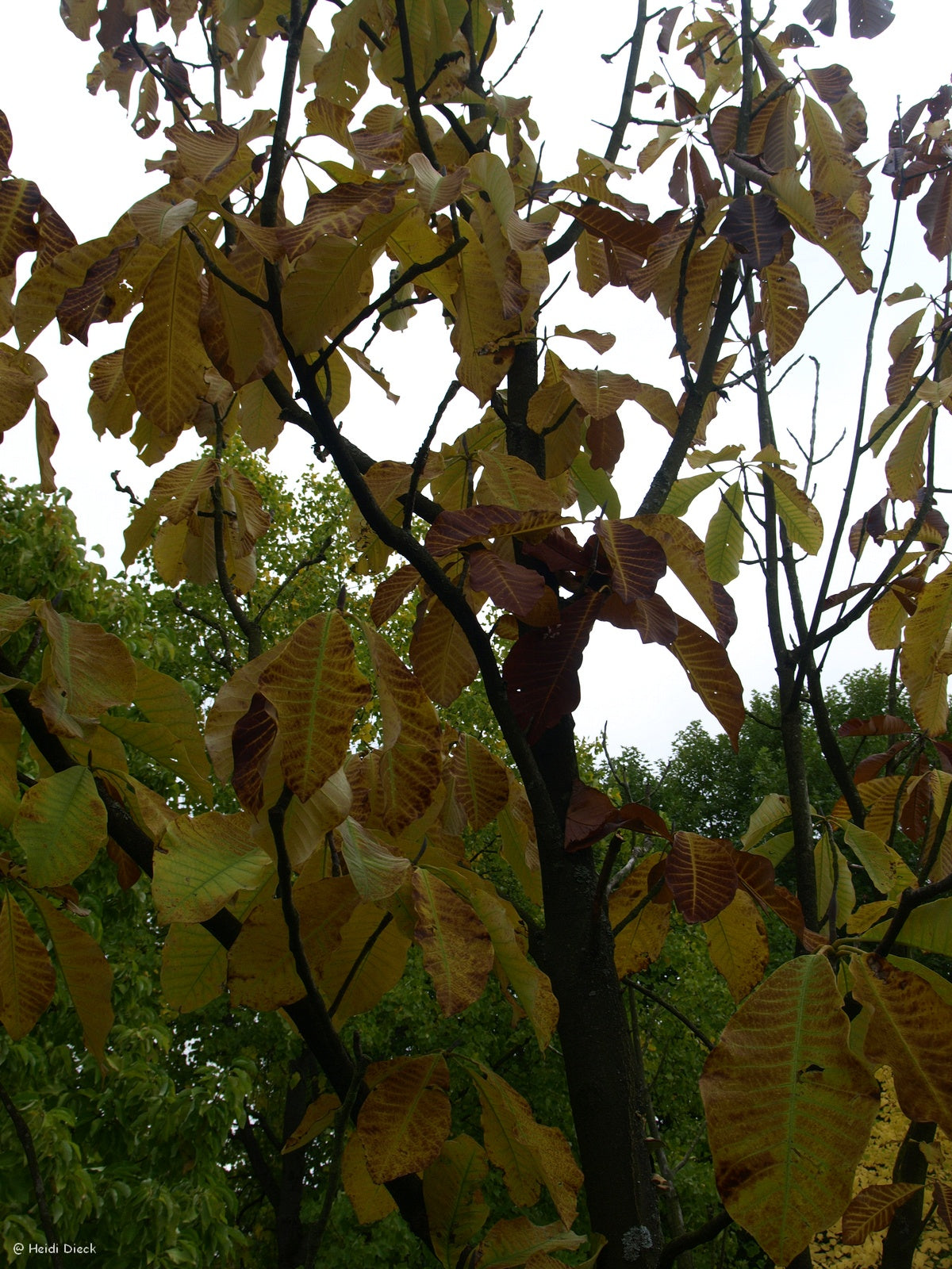 Magnolia-hypoleuca-Herbst