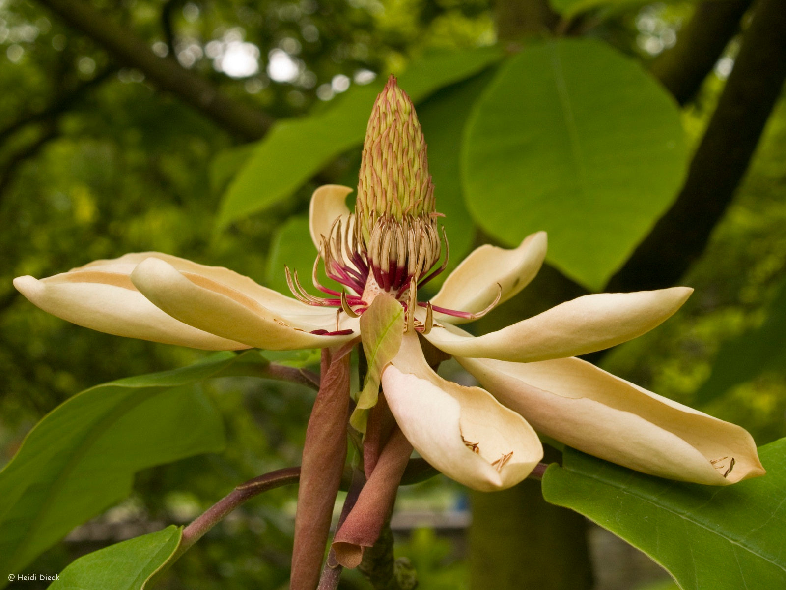 Magnolia-hypoleuca