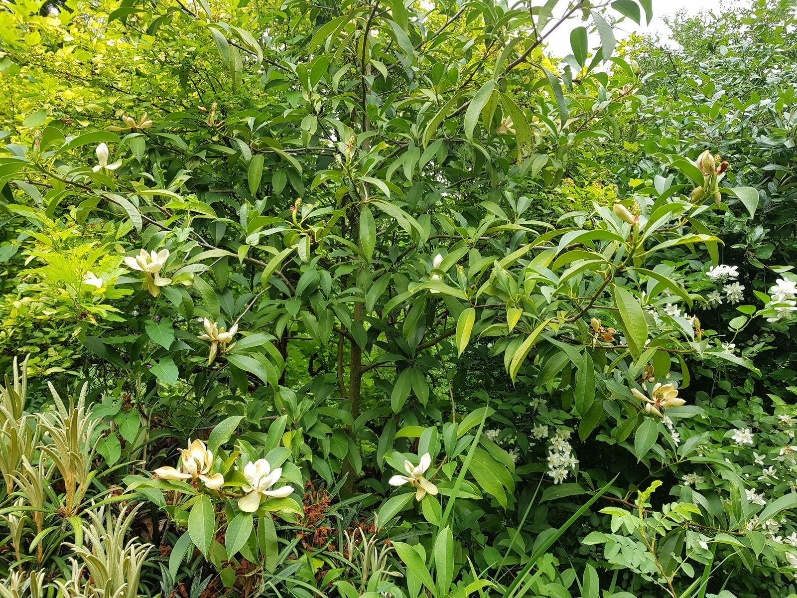 Magnolia-insignis