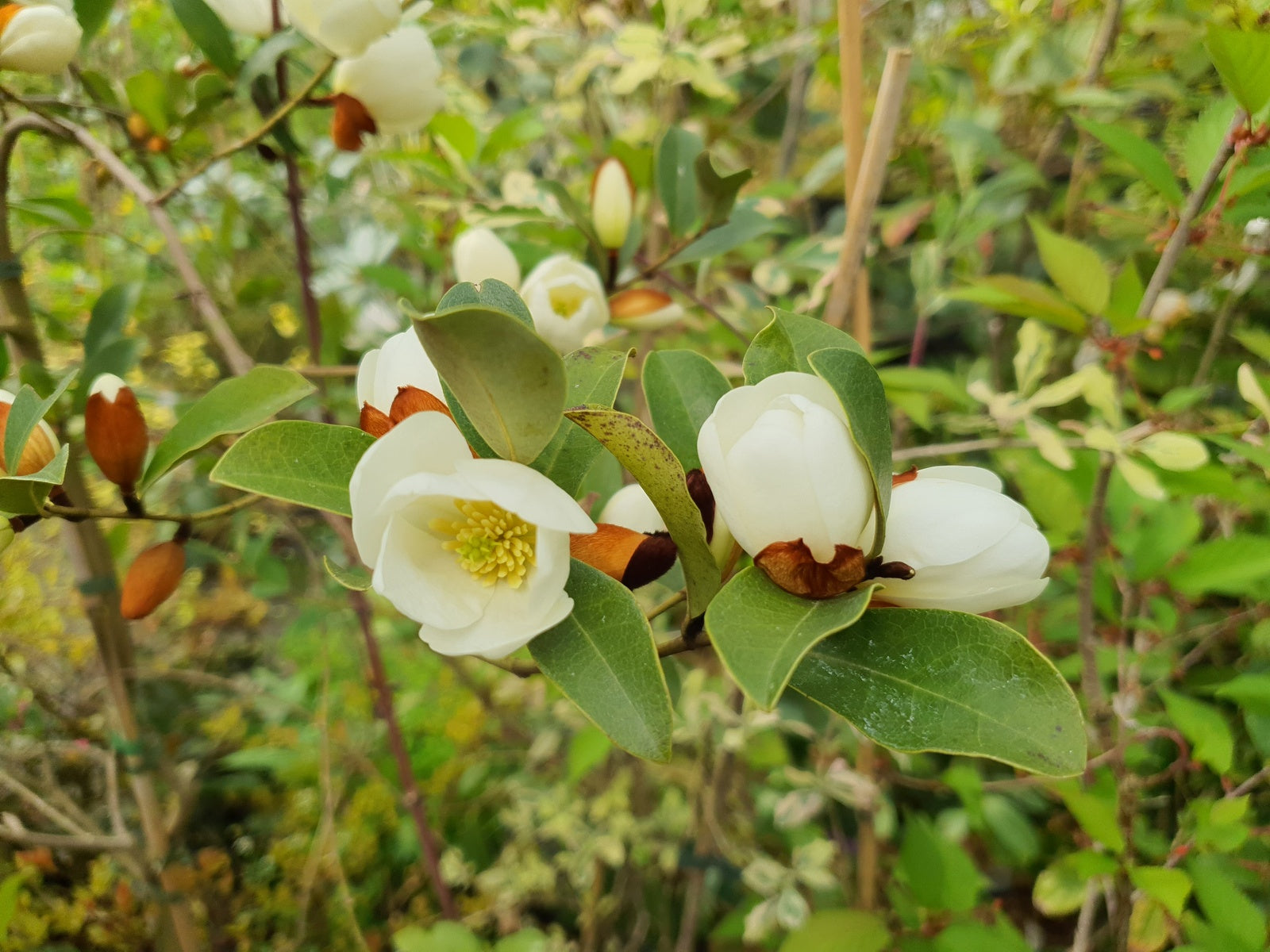 Magnolia-laevifolia1