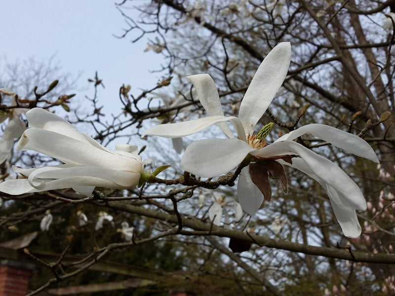 Magnolia-salicifolia56bb7232b9048