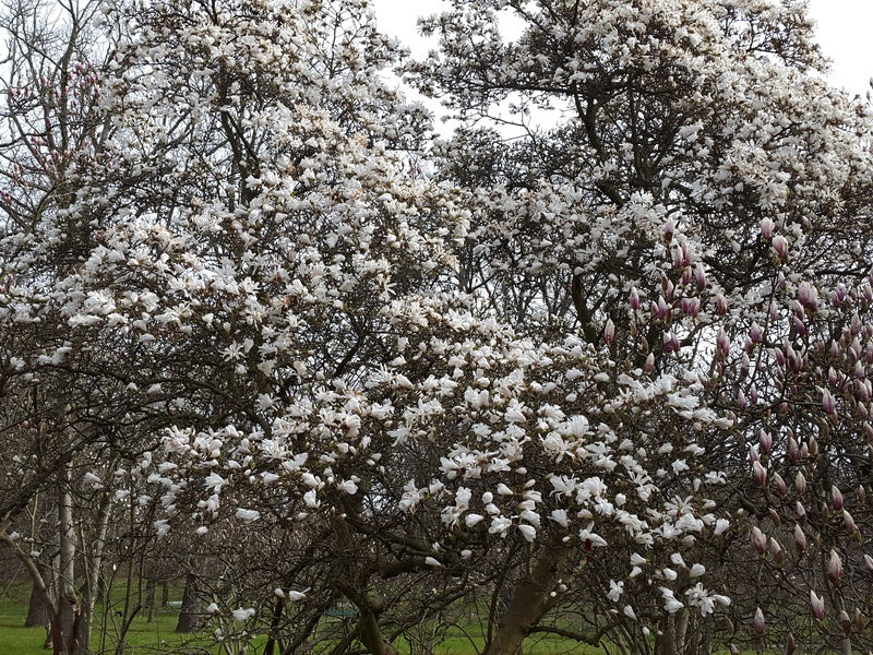 Magnolia-stellata1