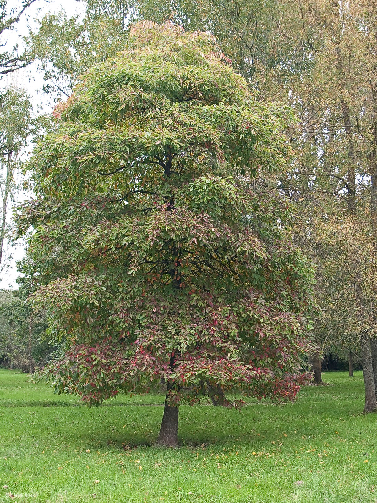 Nyssa-sylvatica-Baum