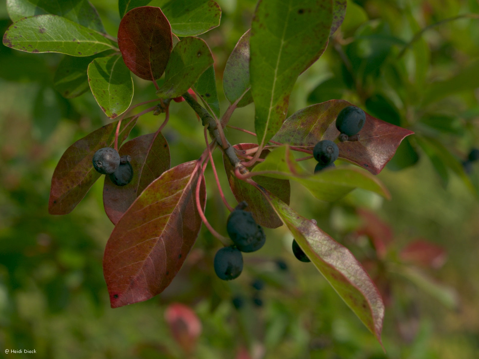 Nyssa-sylvatica-Frucht
