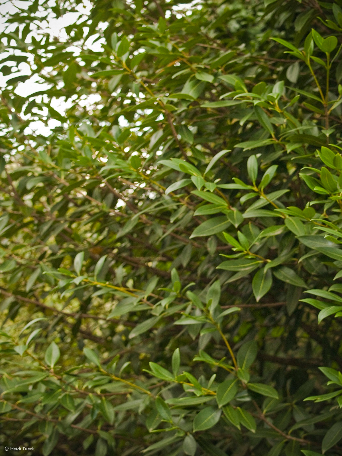 Phillyrea-angustifolia-2
