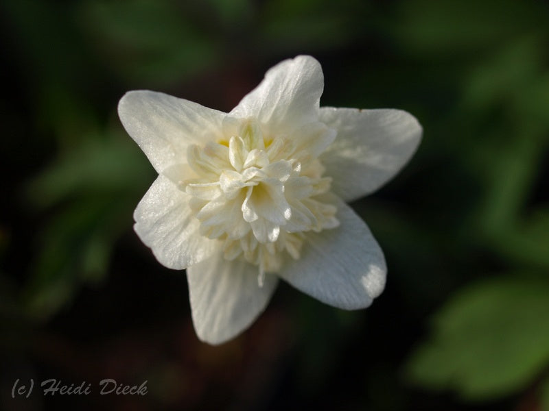 a white flower with a white flower in it 