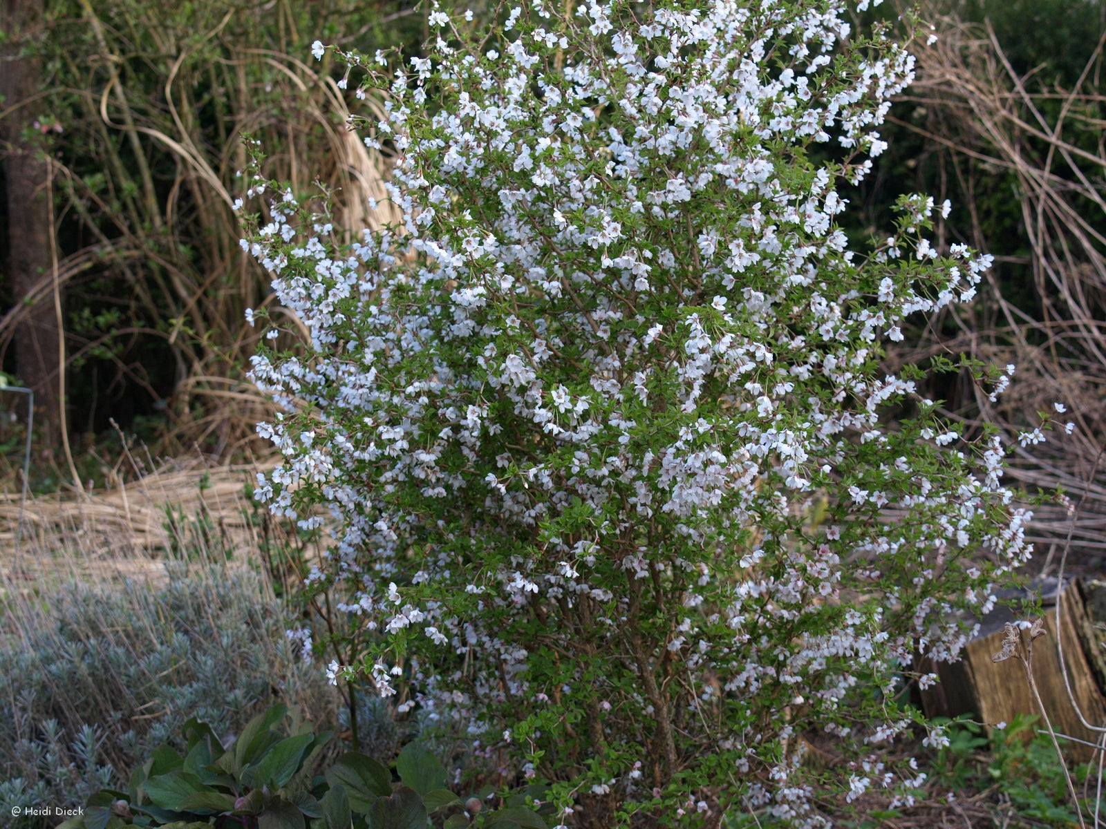 Prunus-Kojonomaibaum