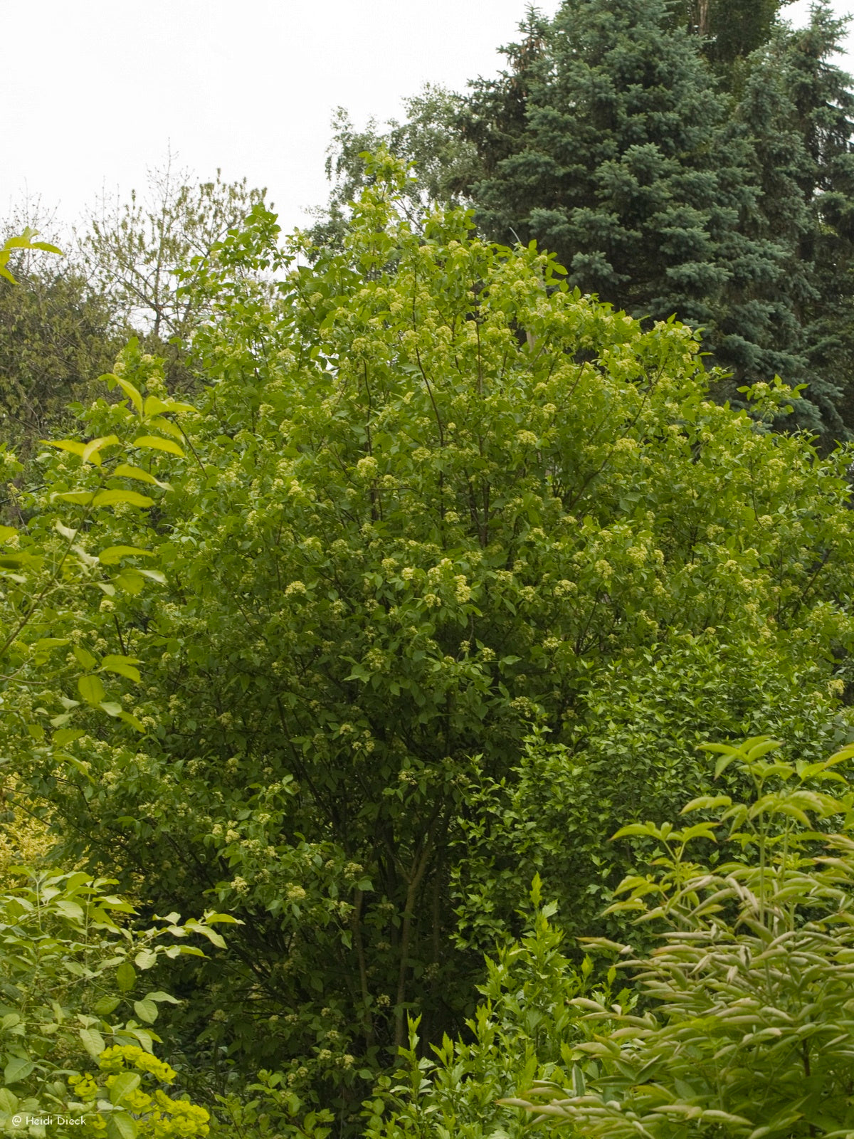 Ptelea-trifoliata-Baum