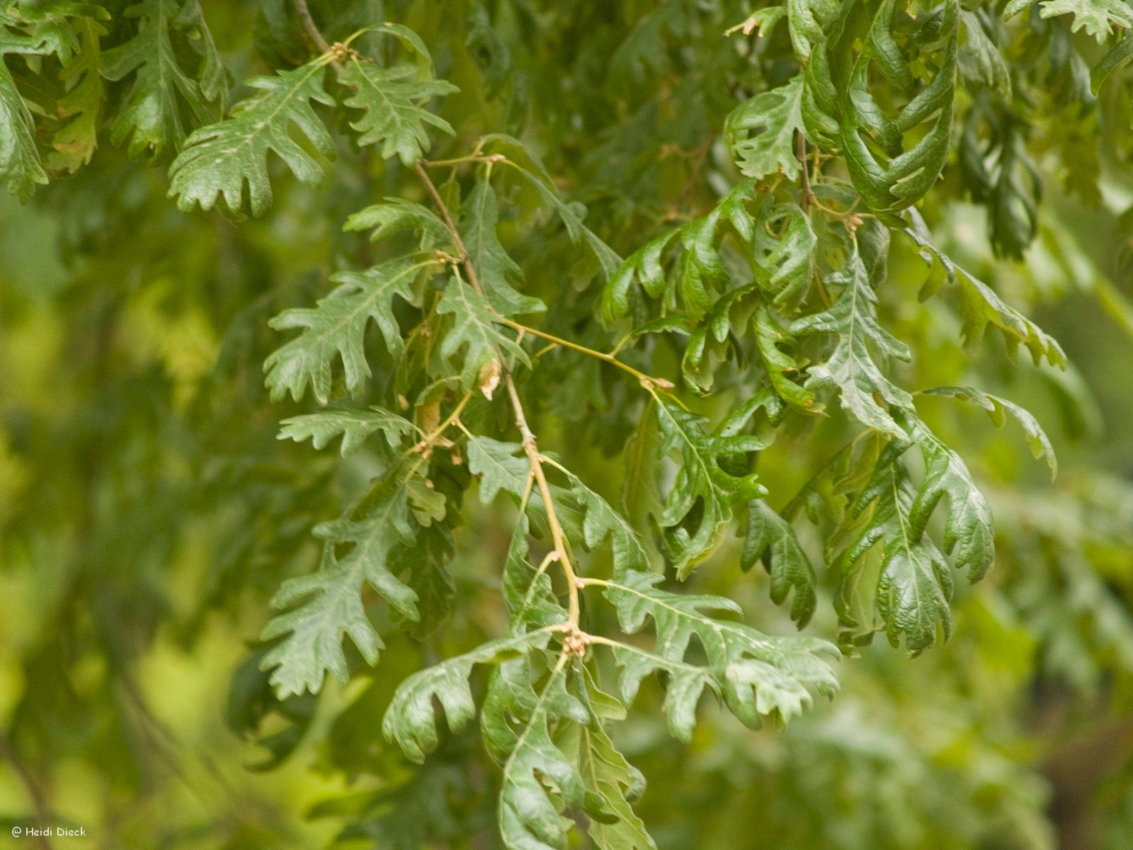Quercus-pyrenaica-2