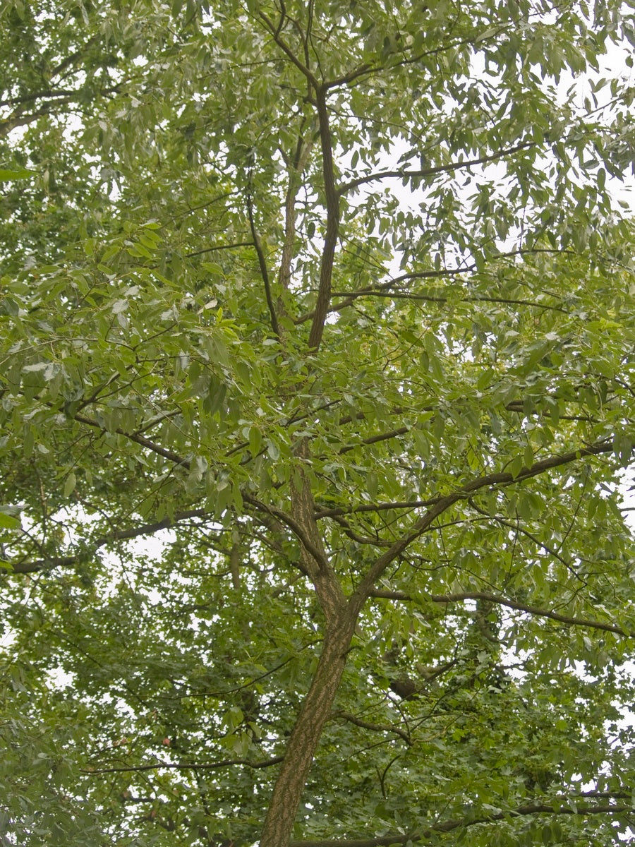 Quercus-variabilis-Baum1