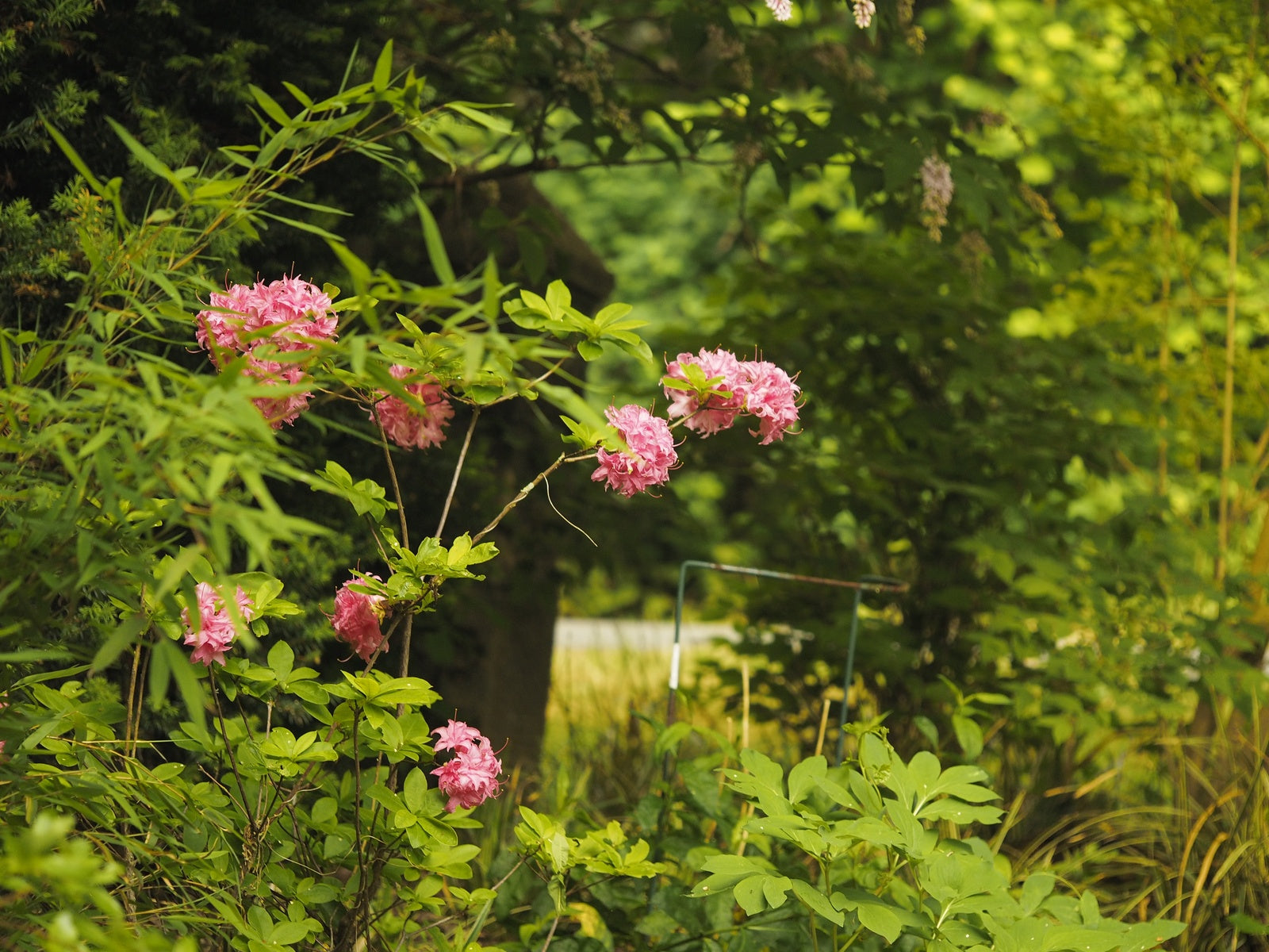 Rhododendron-Juniduft-2