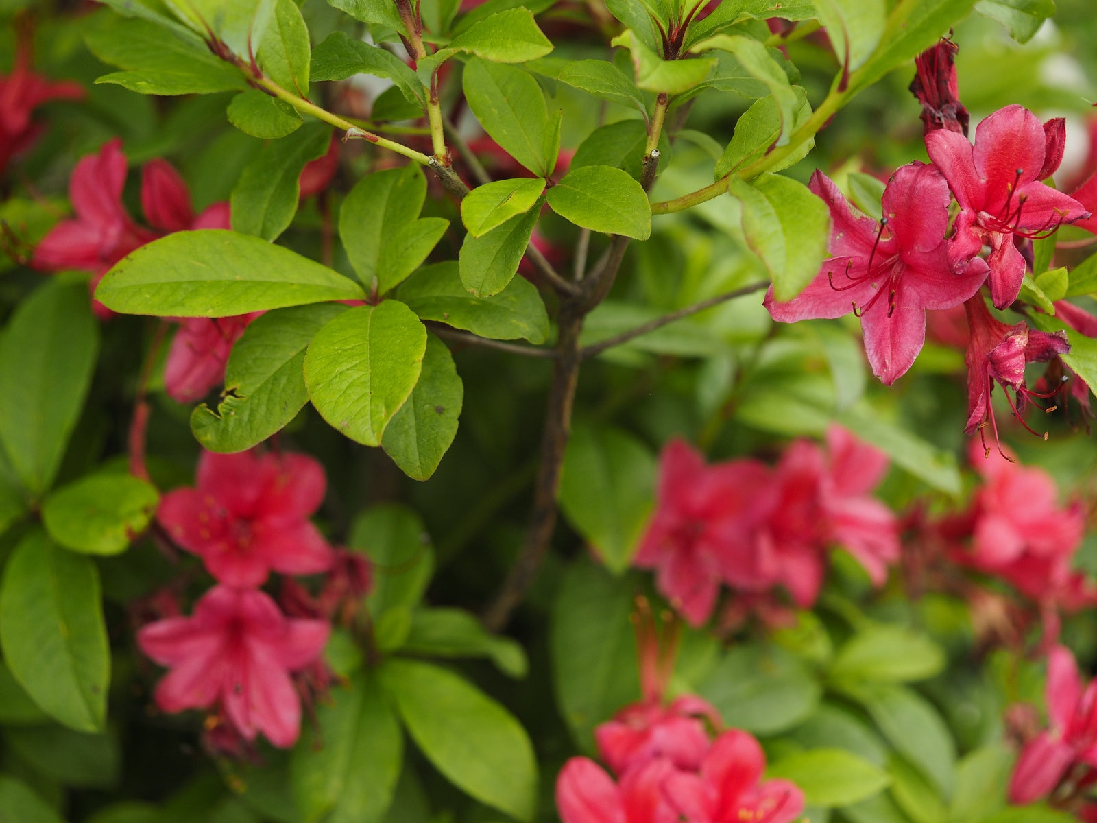 Rhododendron-Karminduft