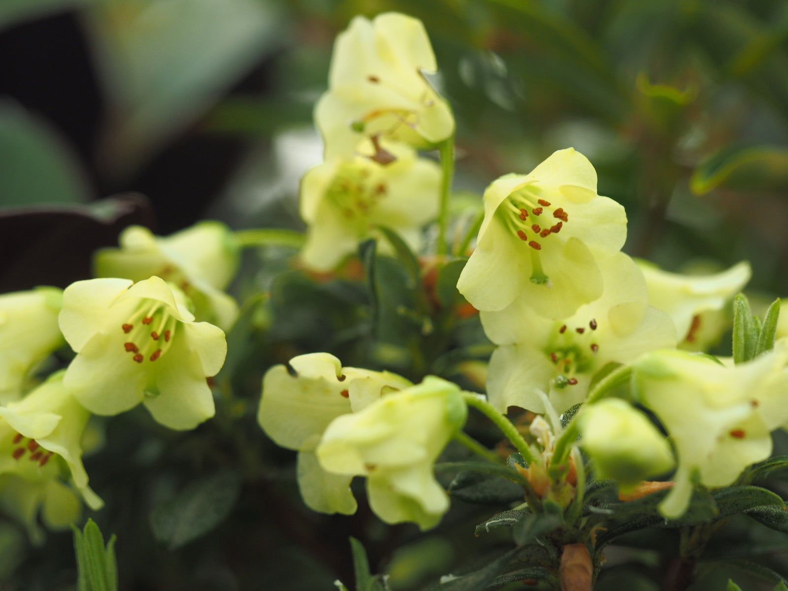 Rhododendron-Merganser1