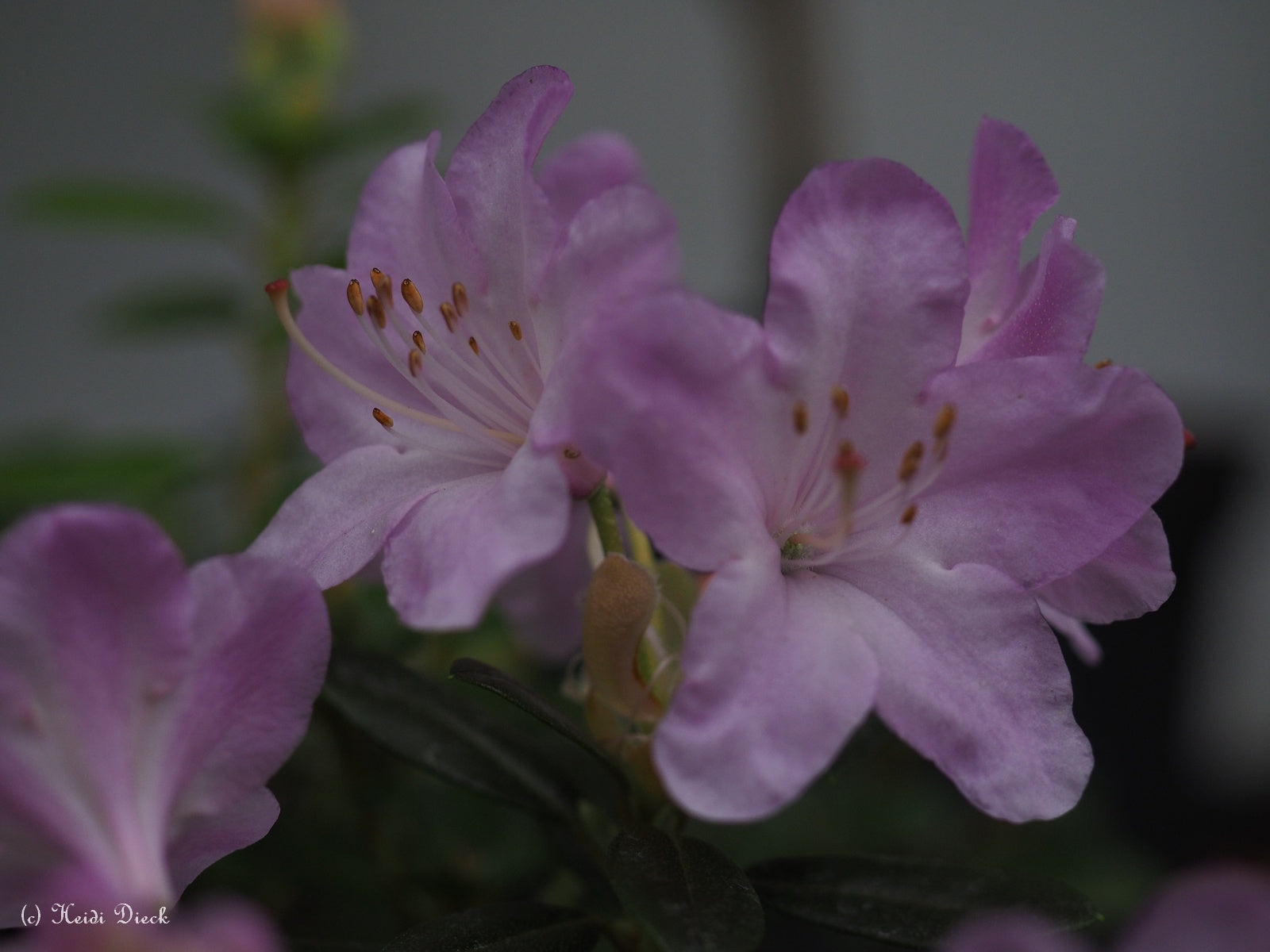 Rhododendron-Pharalope