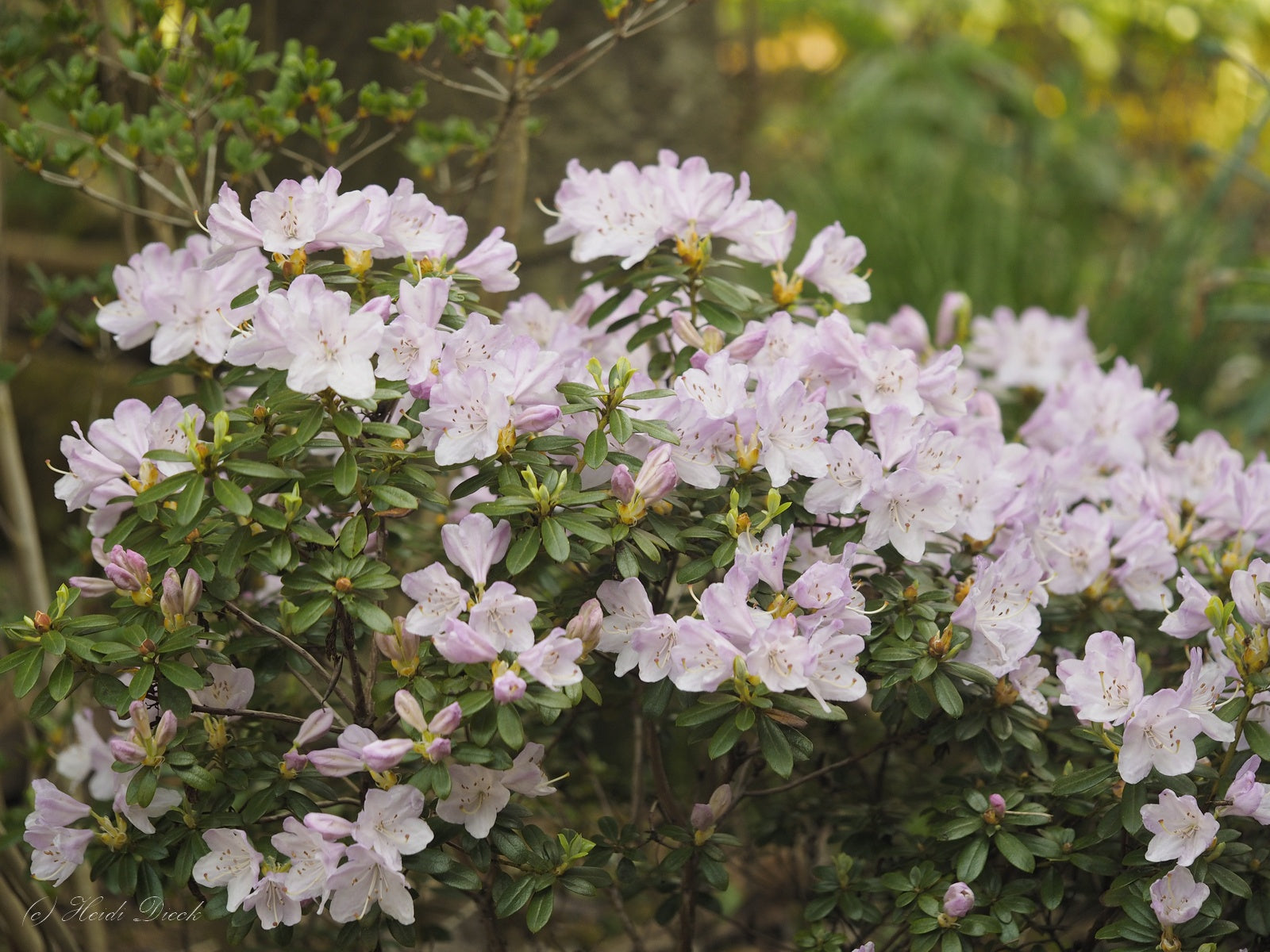 Rhododendron-Pharalope7