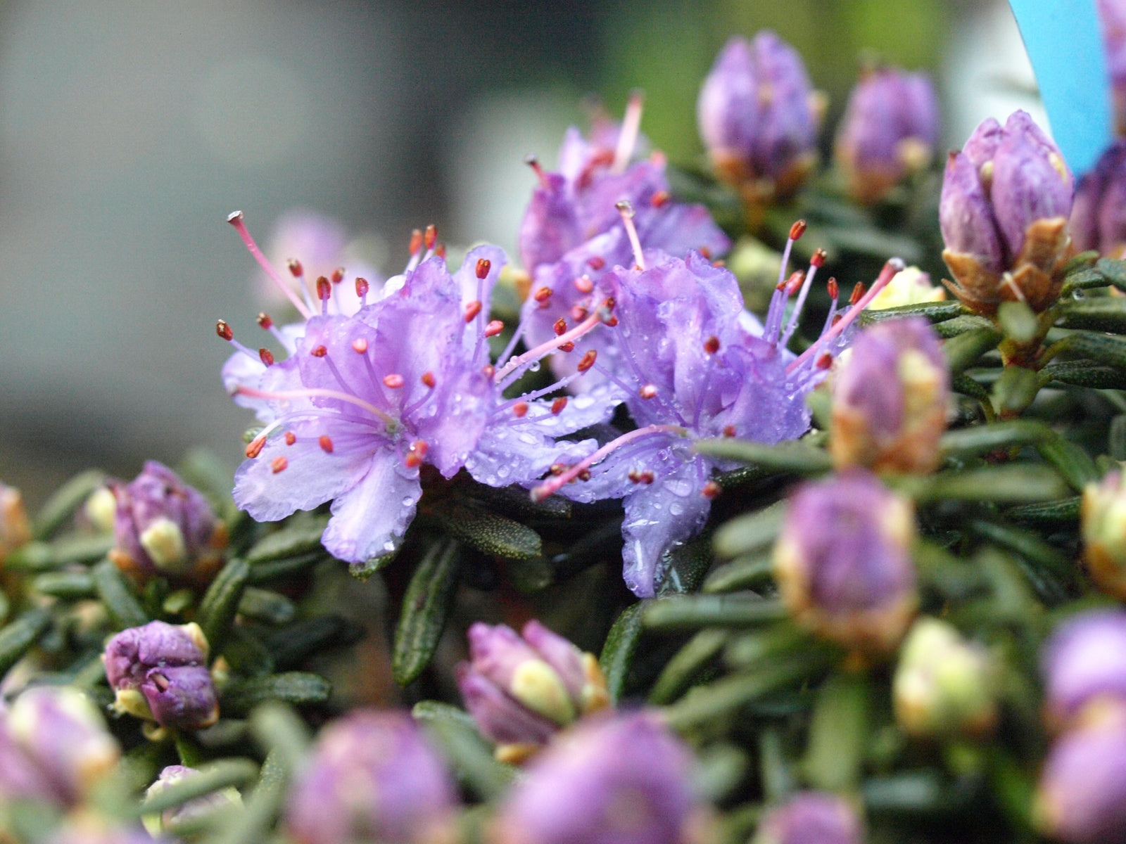 Rhododendron-complexum