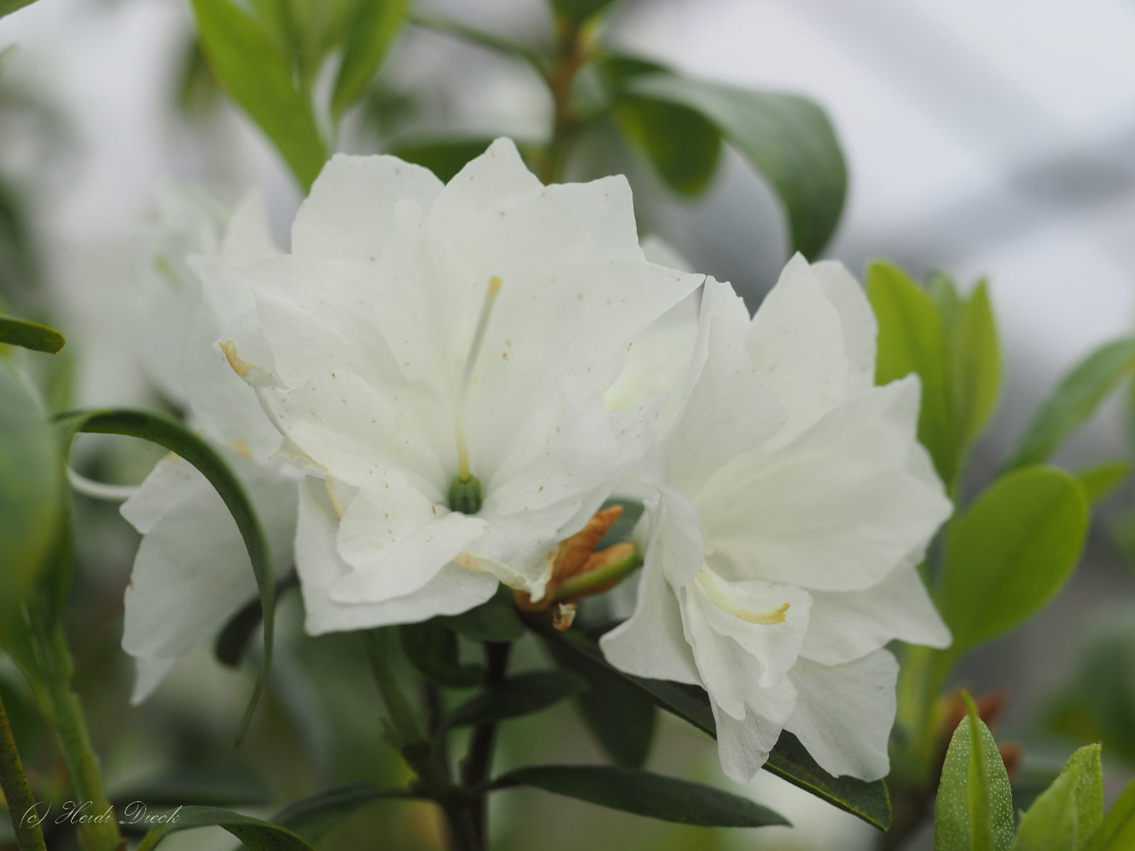 Rhododendron-dauricum-April-Snow1-2
