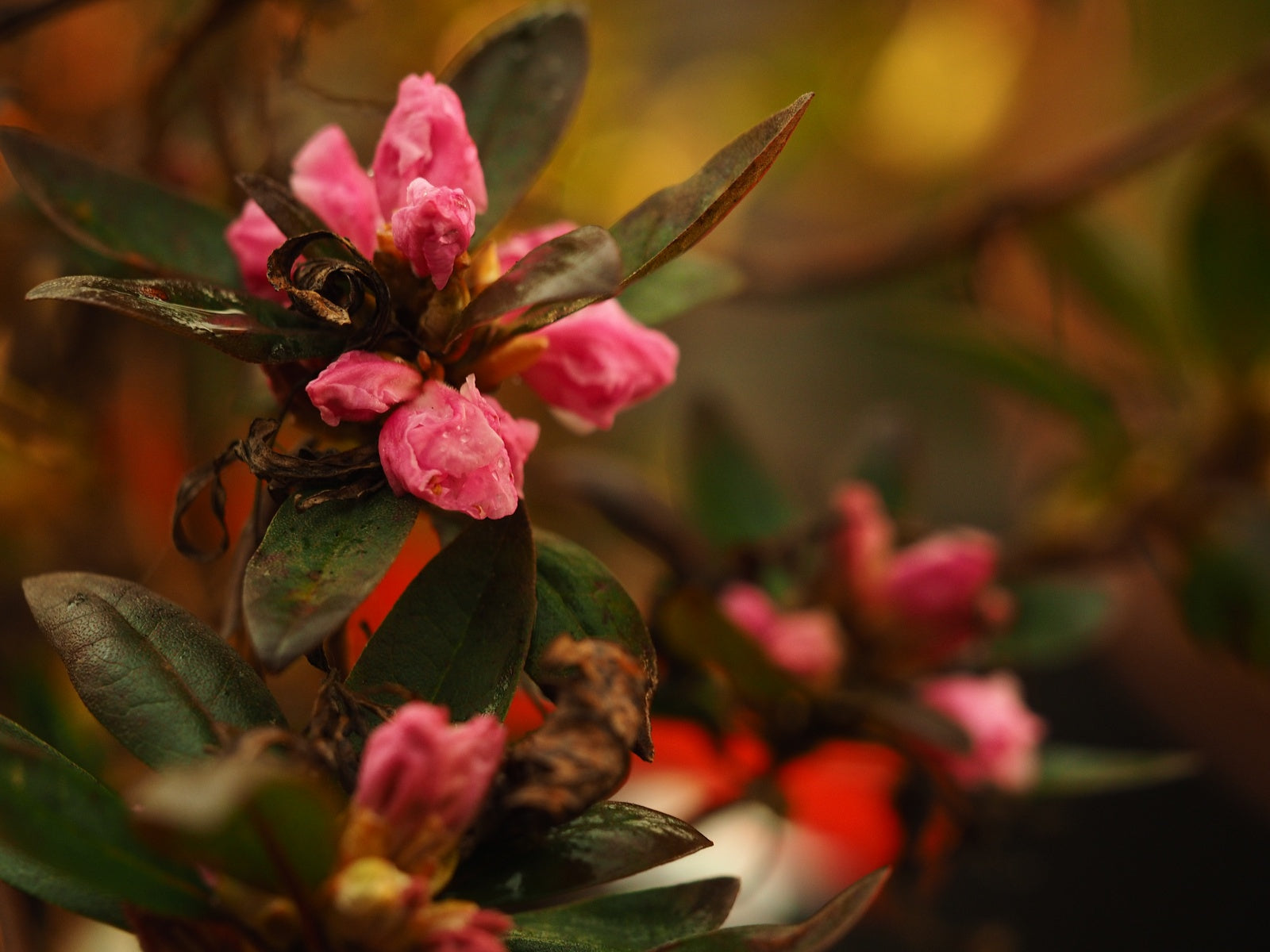Rhododendron-dauricum-Staccato1-2