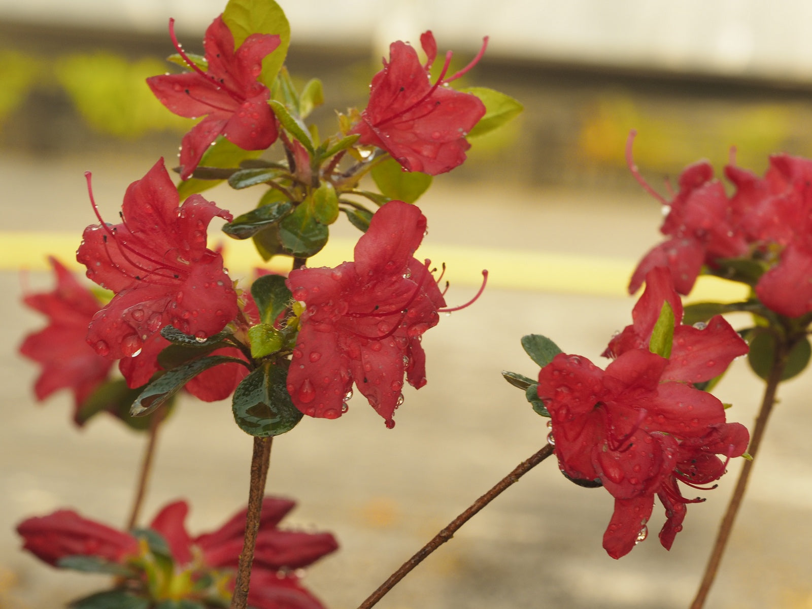 Rhododendron-japonicum-Stewartianum