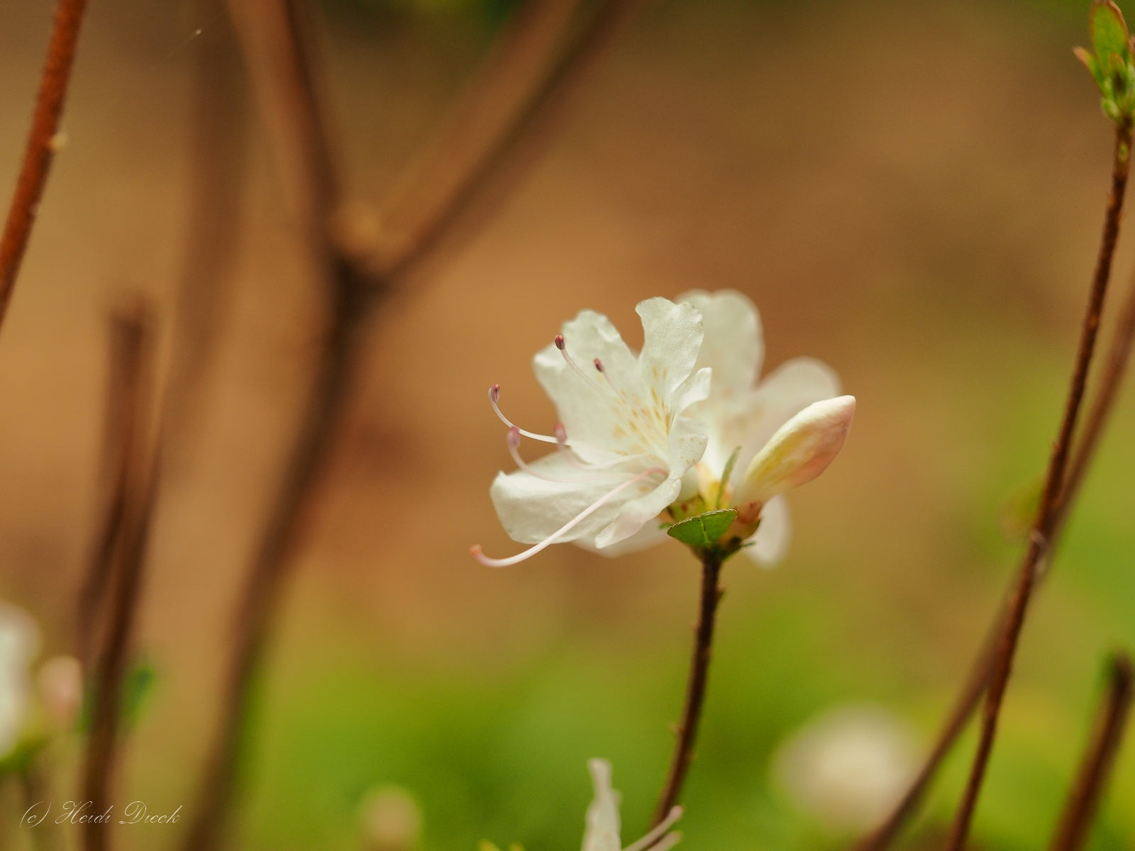 Rhododendron-lepidotum-2