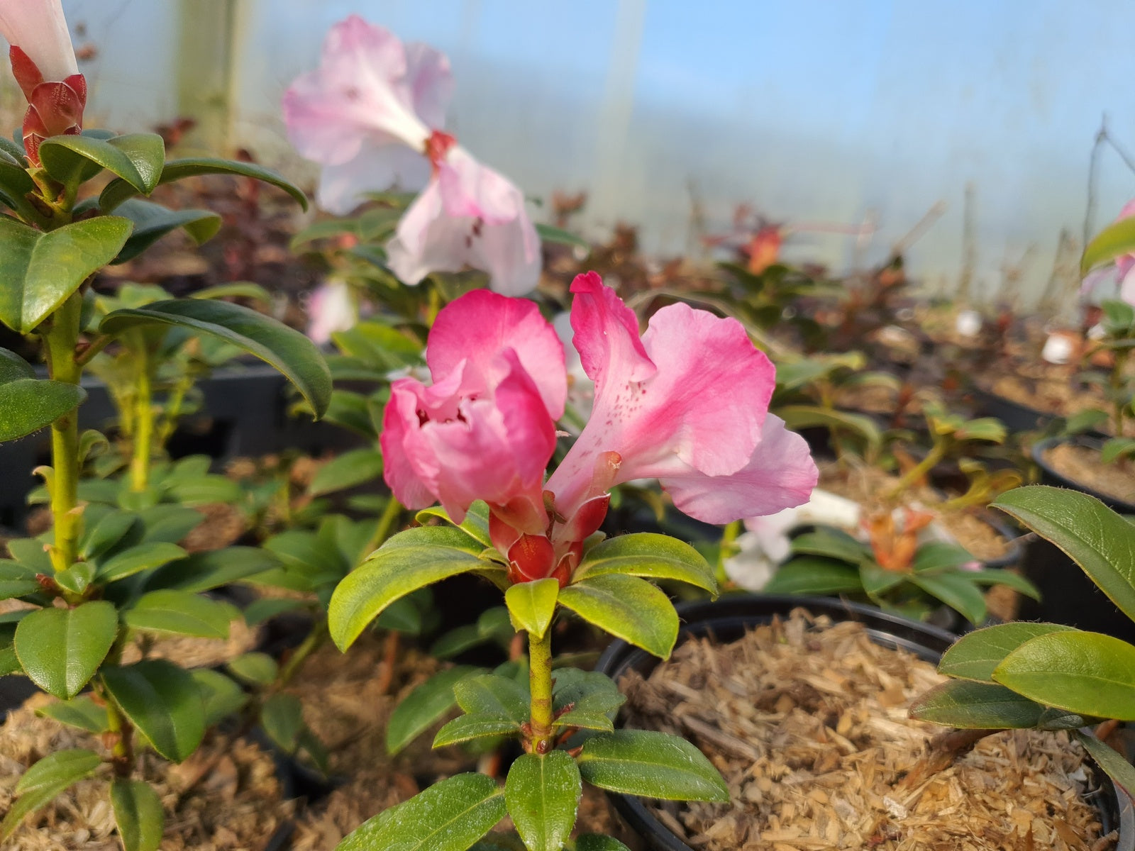 Rhododendron-moupinense-Pink2