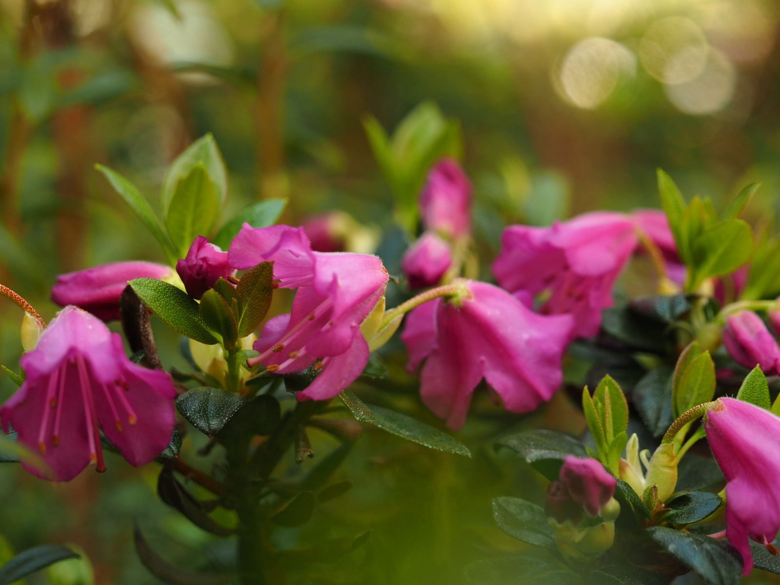 Rhododendron-mucronatum-Scotian-Bells3