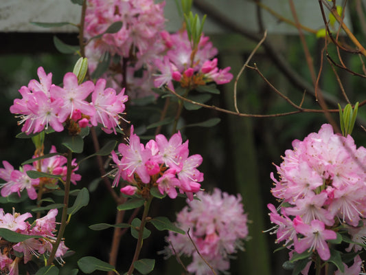 Rhododendron-racemus-Rock-Rose1