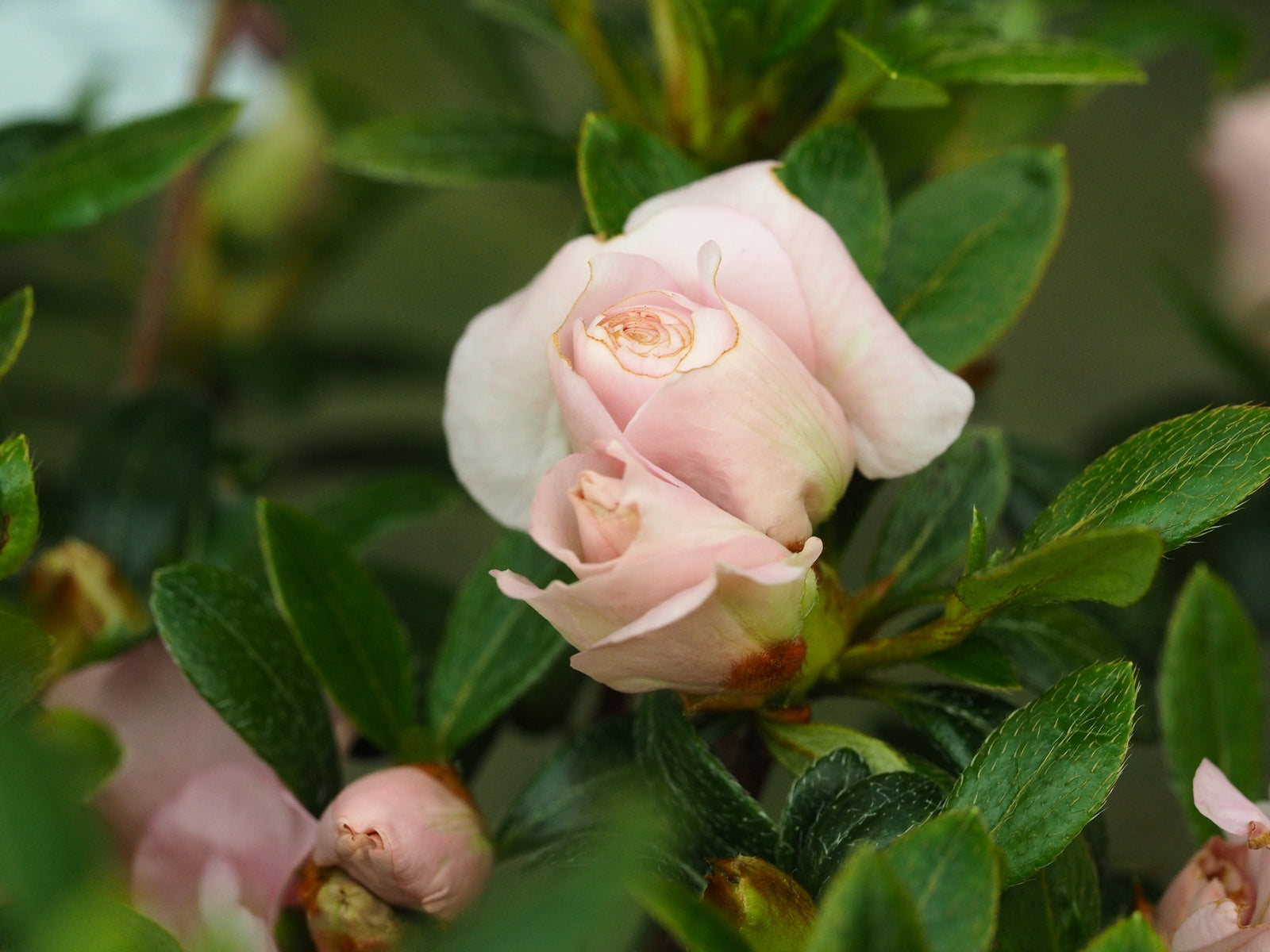 Rhododendron-scotian-Rosebud