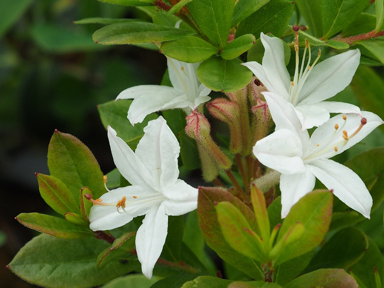 Rhododendron-viscosa-molle