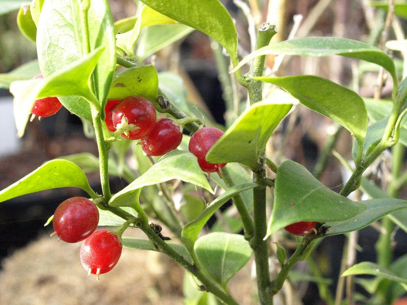 Sarcococca-ruscifolia-frucht