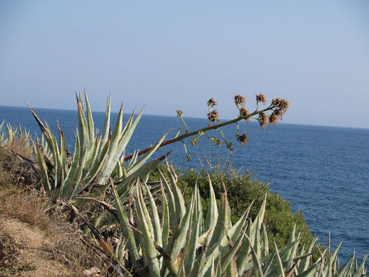 Agave americana - Herrenkamper Gärten - Pflanzenraritäten