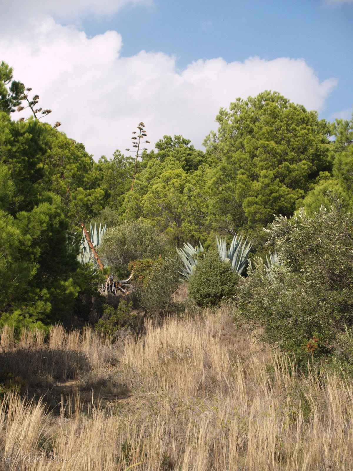 Agave americana - Herrenkamper Gärten - Pflanzenraritäten